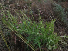 Cirsium pendulum