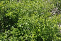 Azima tetracantha