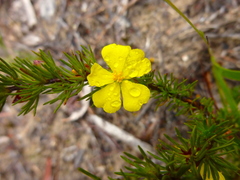Hibbertia prostrata