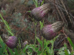 Cirsium pendulum