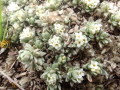 Pimelea sericeovillosa pulvinaris