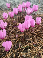 Cyclamen graecum