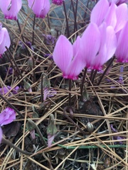 Cyclamen graecum