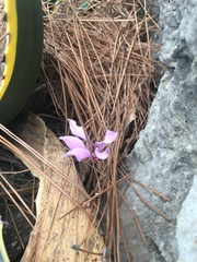 Cyclamen graecum