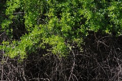 Azima tetracantha