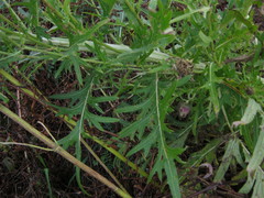 Cirsium pendulum