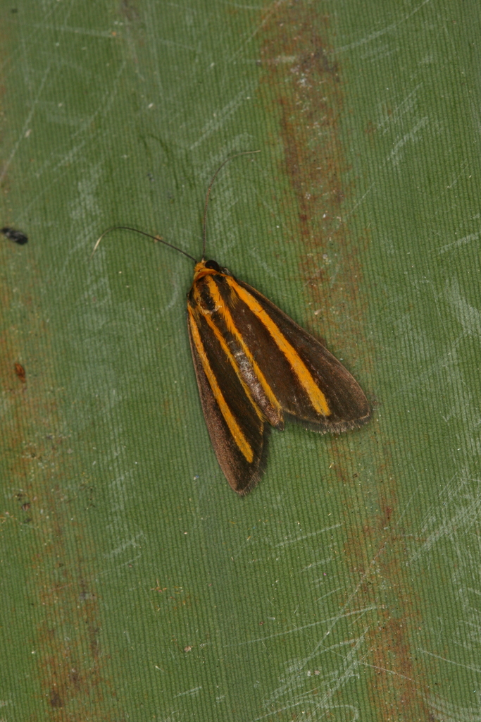 Semniomima ligatalis