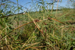 Bolboschoenus yagara