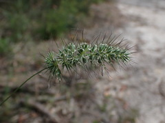 Echinopogon caespitosus