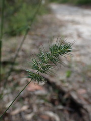 Echinopogon caespitosus