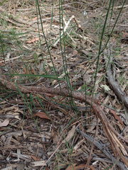 Echinopogon caespitosus