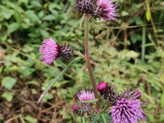 Cirsium nipponicum incomptum