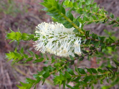 Melaleuca squarrosa
