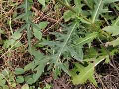 Cirsium nipponicum incomptum