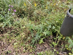 Cirsium nipponicum incomptum