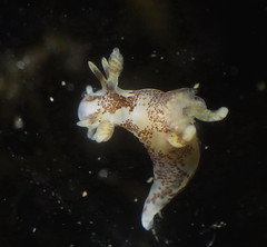 Ancula lentiginosa