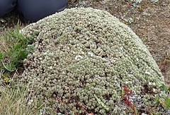 Pimelea sericeovillosa pulvinaris