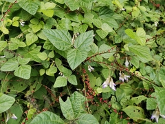 Amphicarpaea edgeworthii