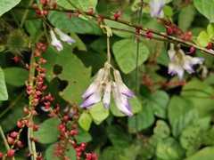 Amphicarpaea edgeworthii