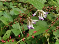 Amphicarpaea edgeworthii