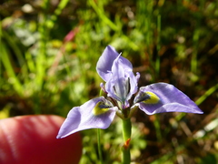 Moraea fergusoniae