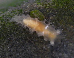 Tritonicula myrakeenae