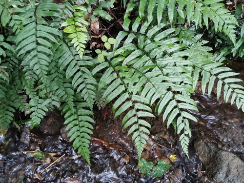 Image of Big-Ear Twinsorus Fern (Diplazium wichurae) by (c) harum.koh, some rights reserved (CC BY-SA)