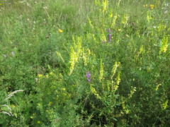 Melilotus suaveolens