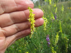 Melilotus suaveolens