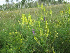 Melilotus suaveolens