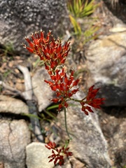 Haemodorum coccineum