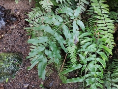 Coniogramme intermedia