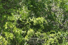 Azima tetracantha