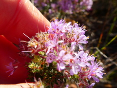 Agathosma ciliaris