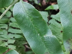 Coniogramme intermedia