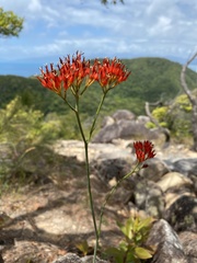 Haemodorum coccineum