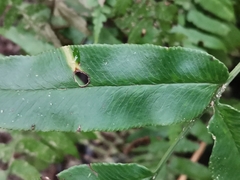 Coniogramme intermedia