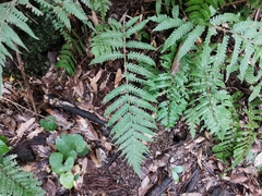 Leptogramma mollissima