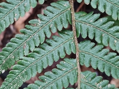 Leptogramma mollissima