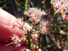 Agathosma ciliaris