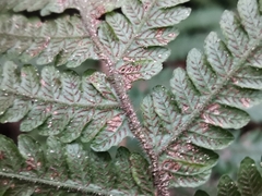 Leptogramma mollissima