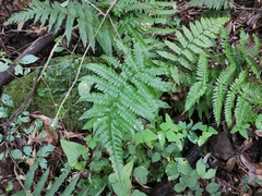 Dryopteris erythrosora