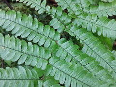 Dryopteris erythrosora