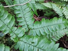 Dryopteris erythrosora