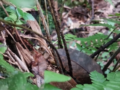 Dryopteris erythrosora