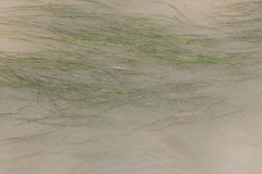 Zostera capensis