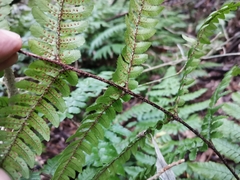 Dryopteris erythrosora