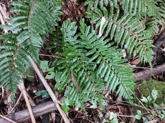 Polystichum polyblepharum