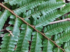 Polystichum polyblepharum