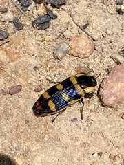 Temognatha regia